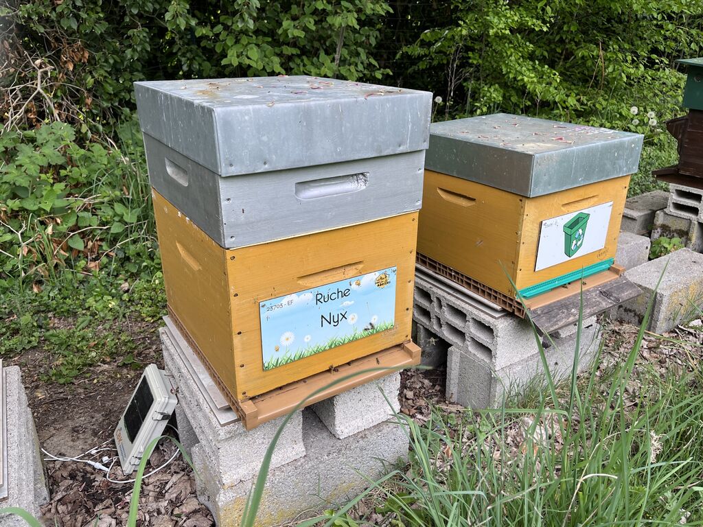 La ruche Nyx