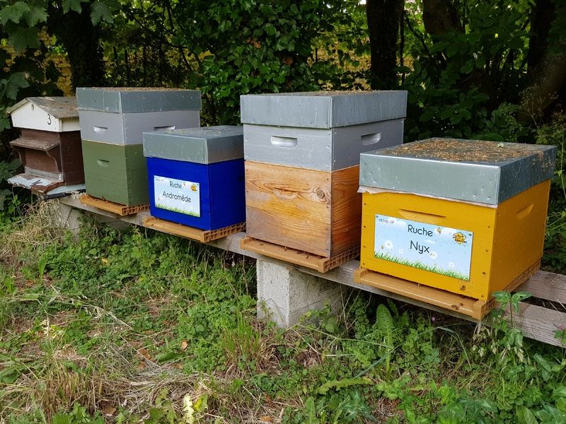 La ruche Nyx