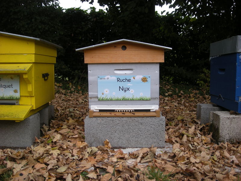 La ruche Nyx
