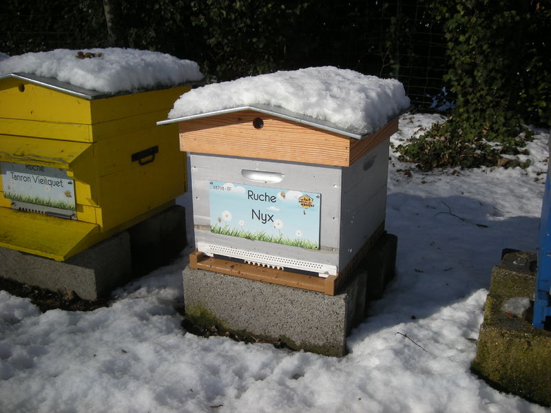 La ruche Nyx