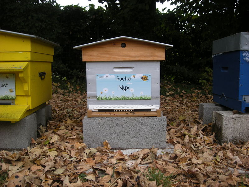 La ruche Nyx