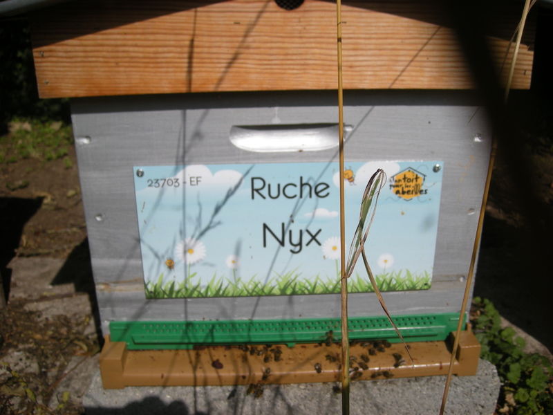 La ruche Nyx
