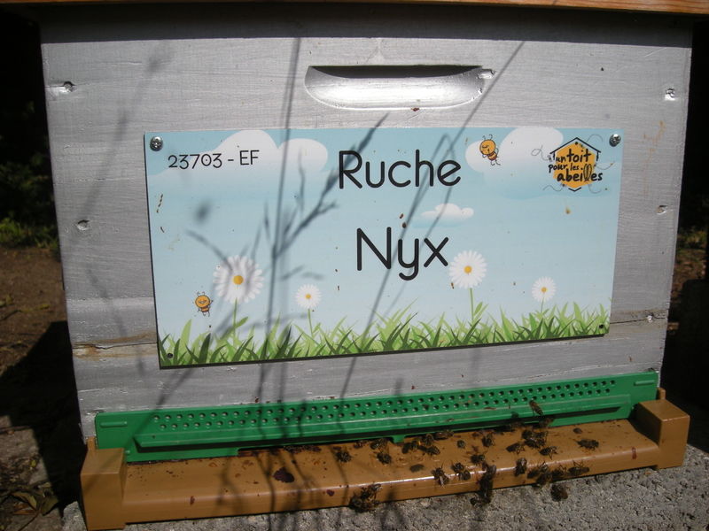 La ruche Nyx