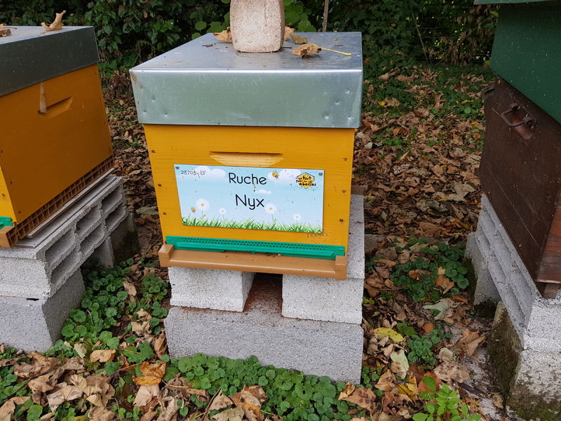 La ruche Nyx