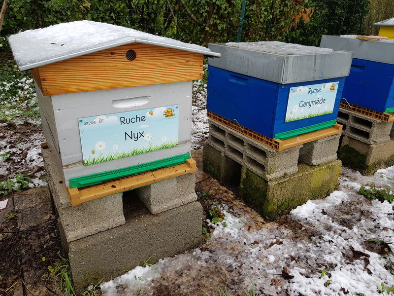 La ruche Nyx