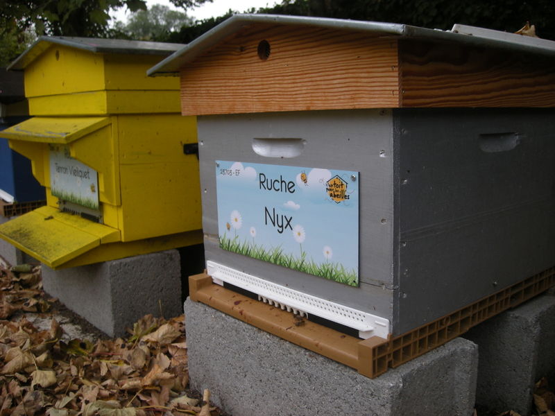 La ruche Nyx