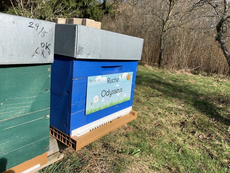 La ruche Odysseus