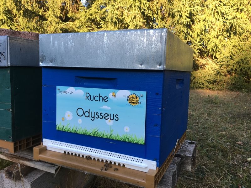 La ruche Odysseus
