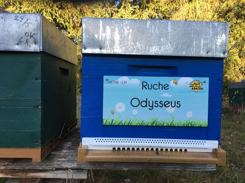 La ruche Odysseus