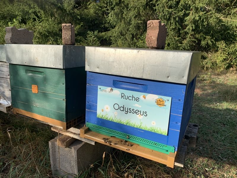 La ruche Odysseus