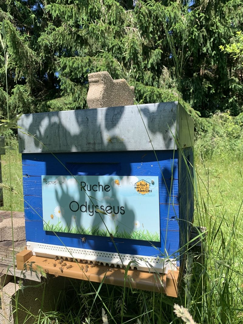La ruche Odysseus