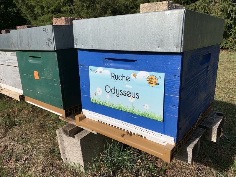 La ruche Odysseus