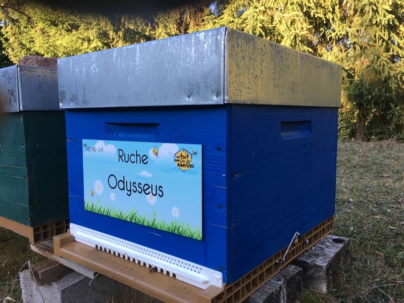 La ruche Odysseus