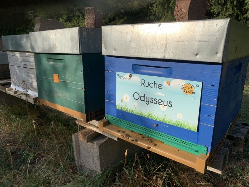 La ruche Odysseus