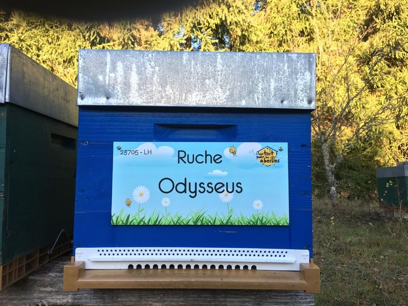 La ruche Odysseus