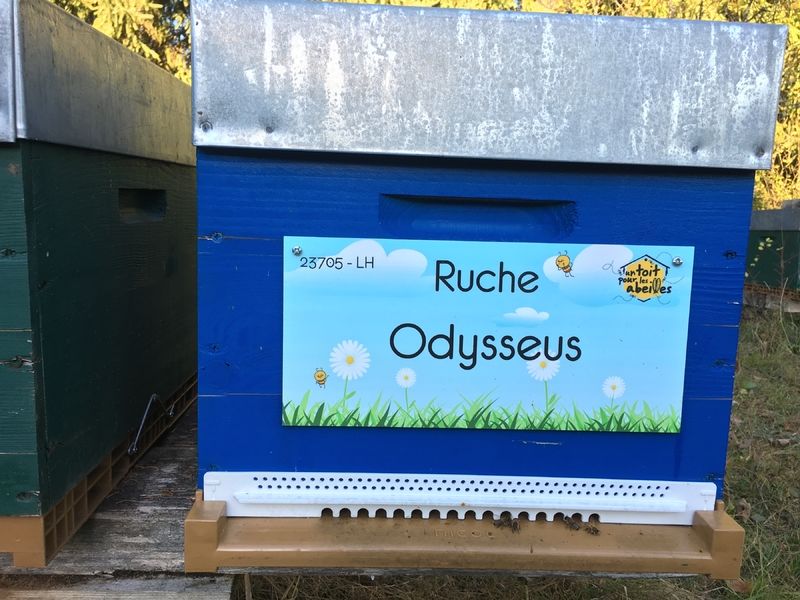 La ruche Odysseus