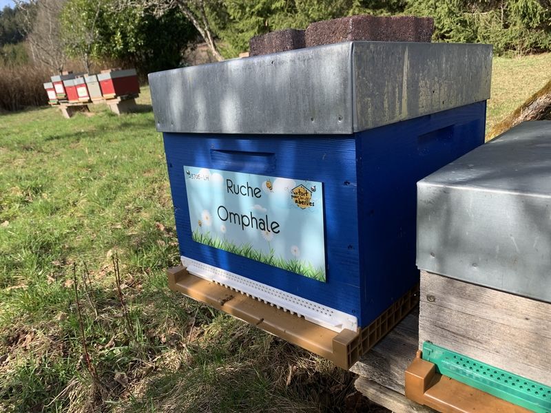 La ruche Omphale