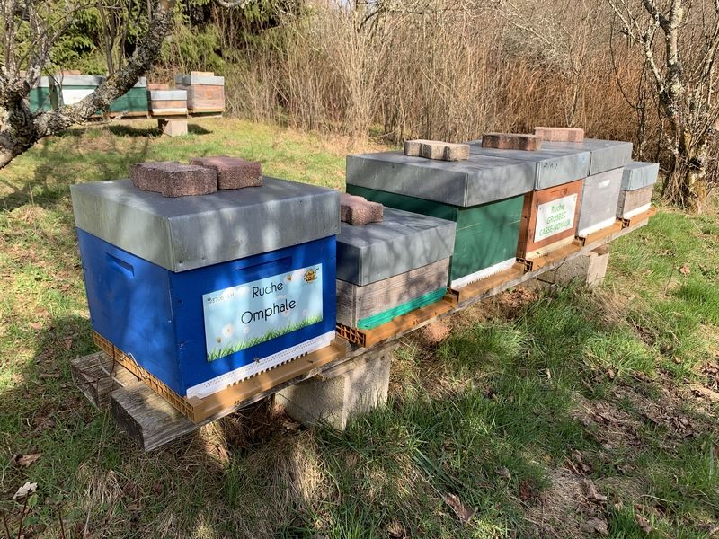 La ruche Omphale