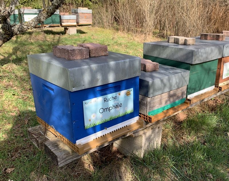 La ruche Omphale