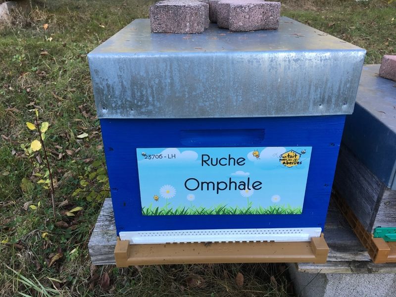 La ruche Omphale
