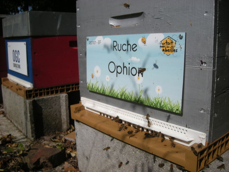 La ruche Ophion