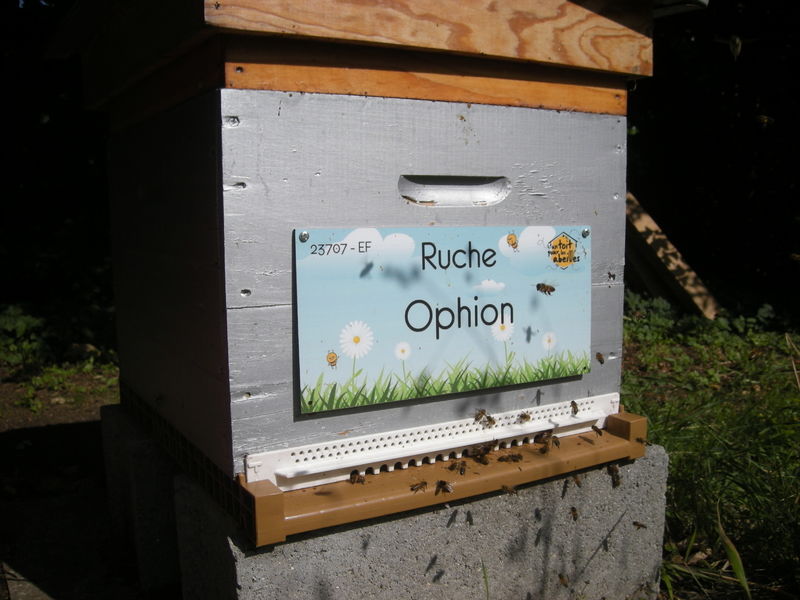 La ruche Ophion