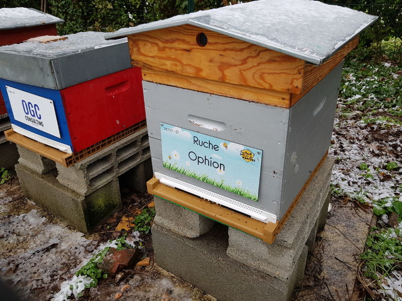 La ruche Ophion