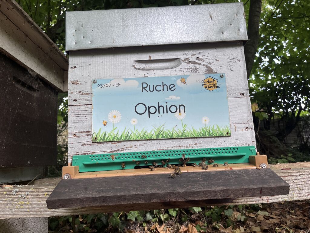 La ruche Ophion
