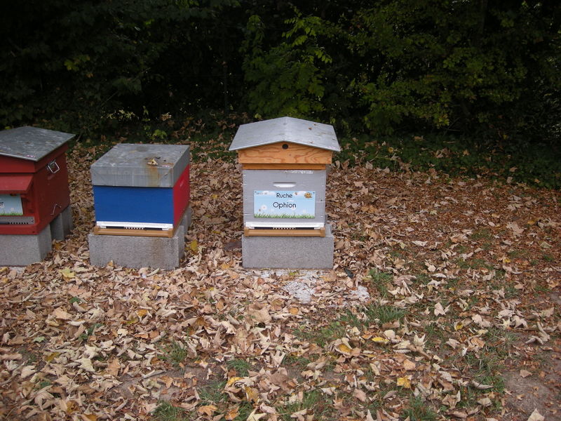 La ruche Ophion