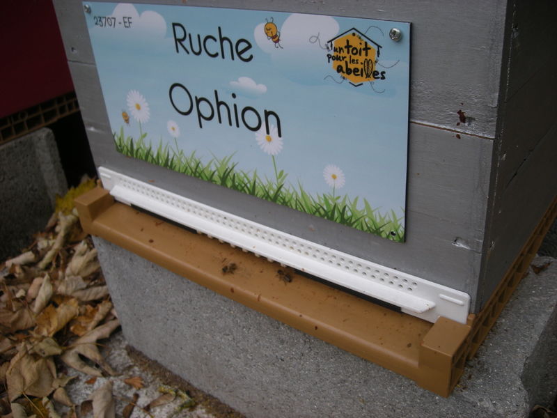 La ruche Ophion