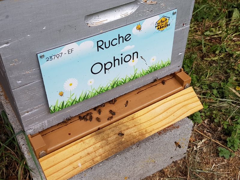 La ruche Ophion