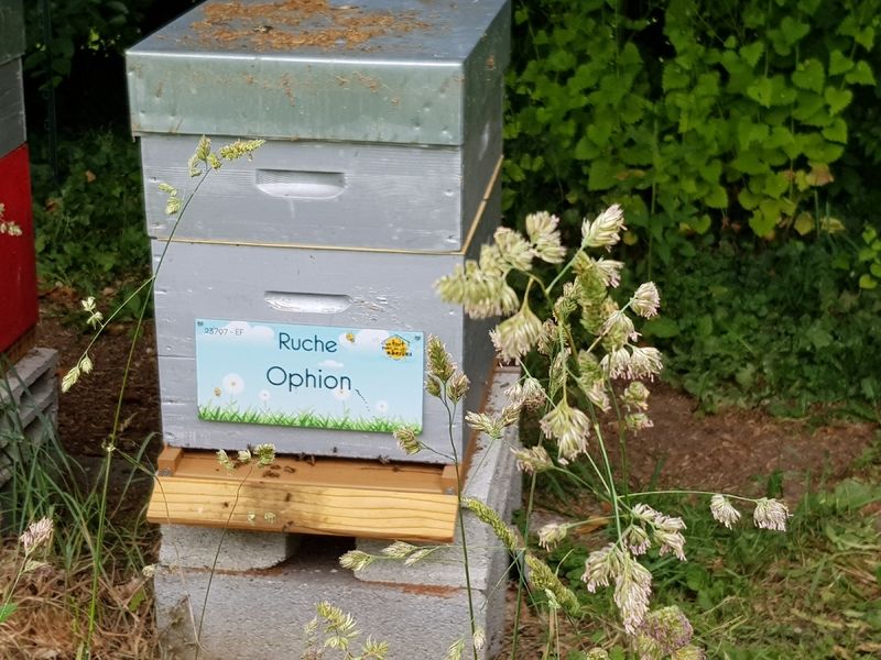 La ruche Ophion