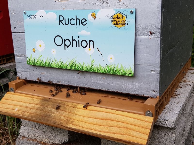 La ruche Ophion