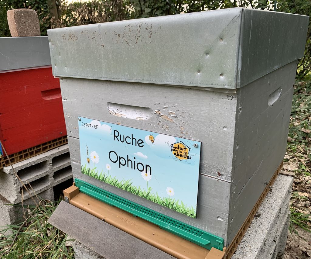La ruche Ophion