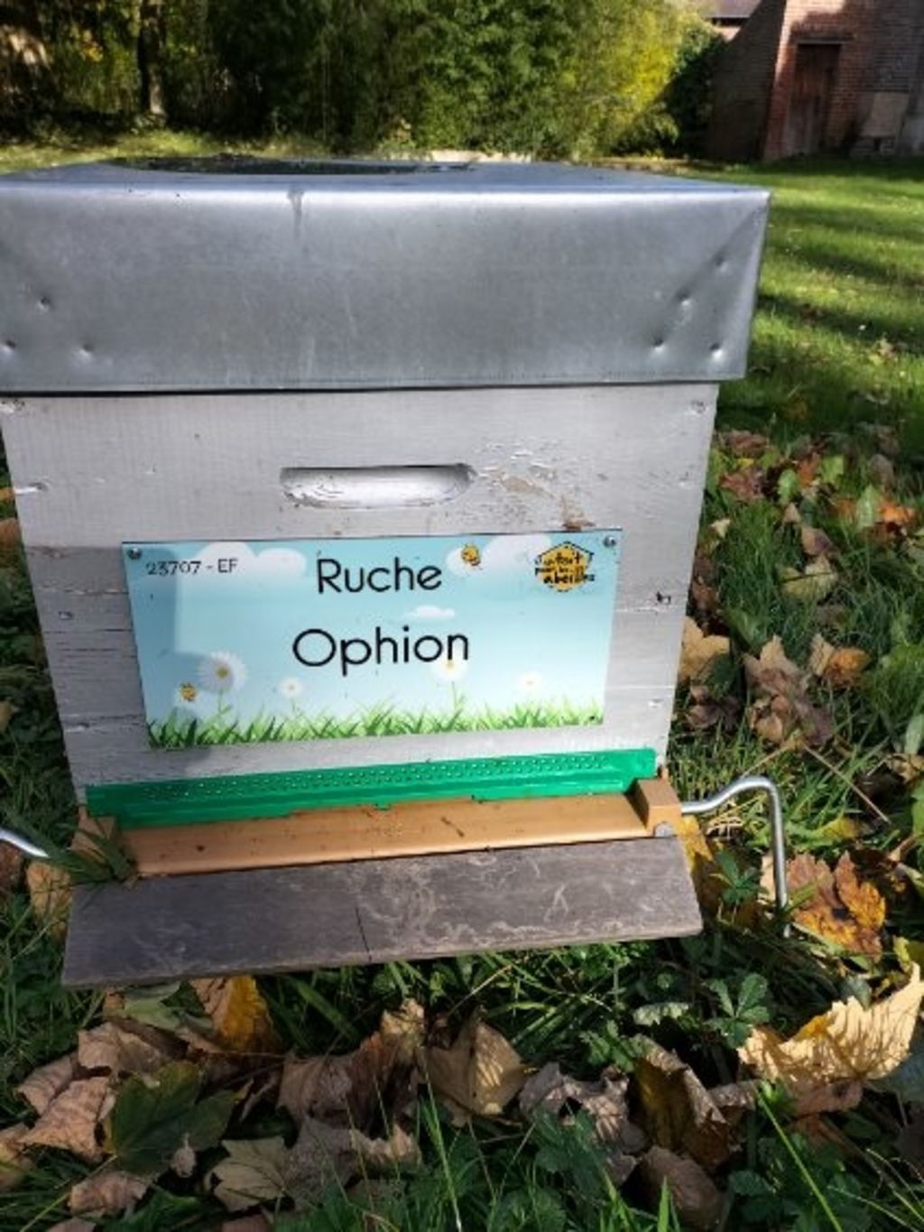 La ruche Ophion