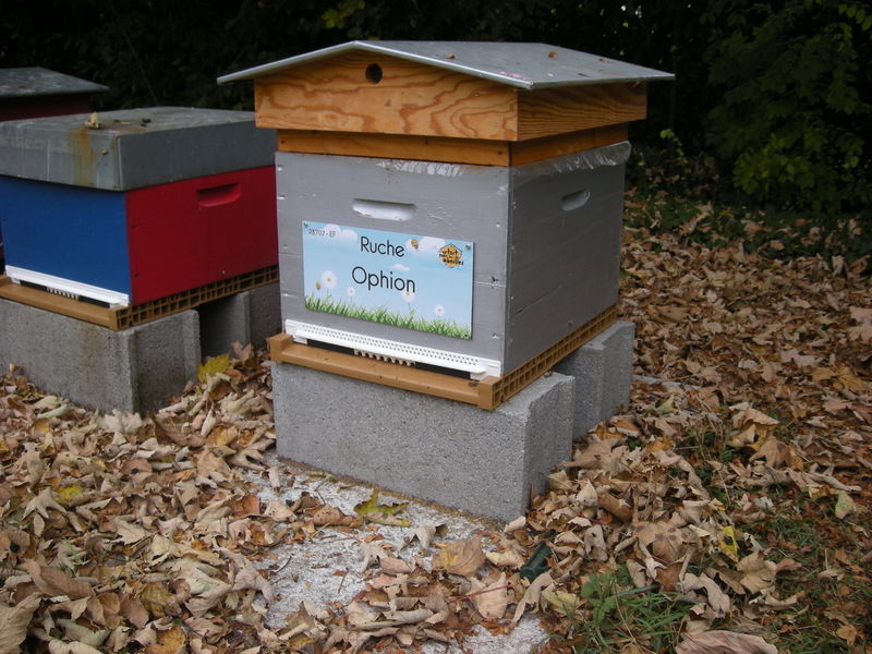 La ruche Ophion
