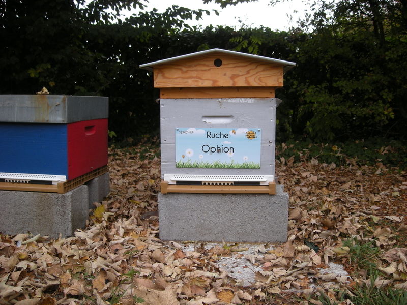 La ruche Ophion