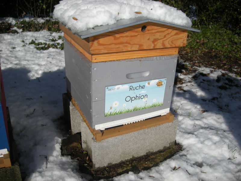La ruche Ophion