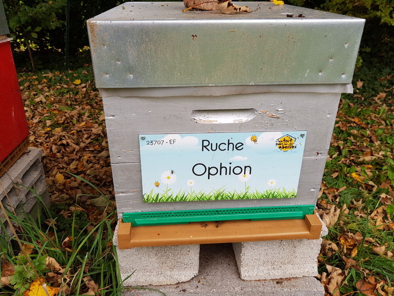 La ruche Ophion