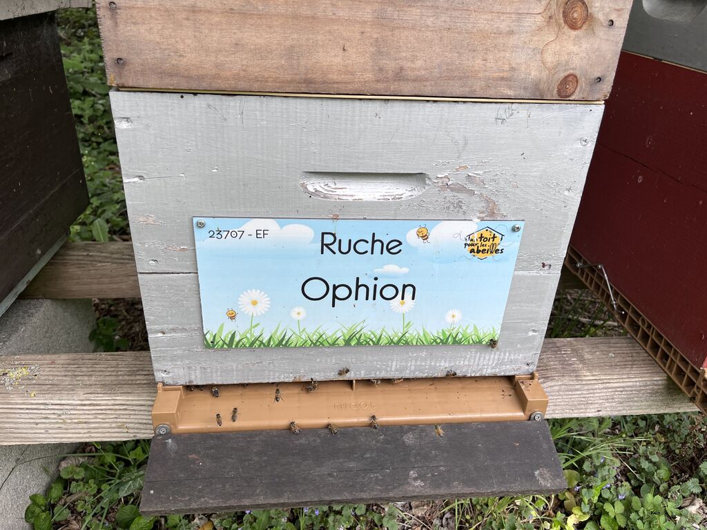 La ruche Ophion