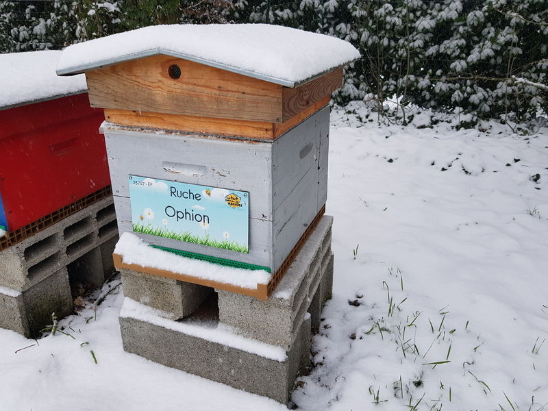 La ruche Ophion