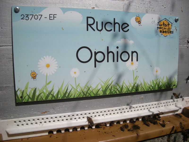 La ruche Ophion