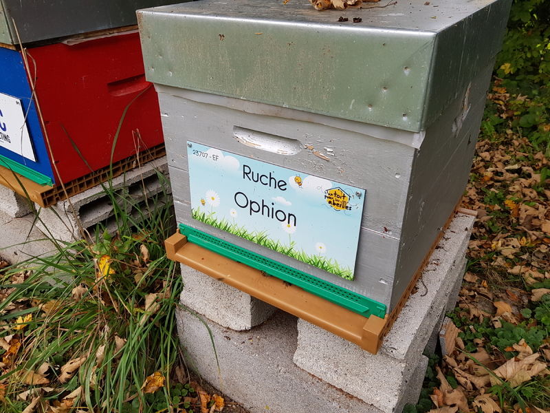 La ruche Ophion