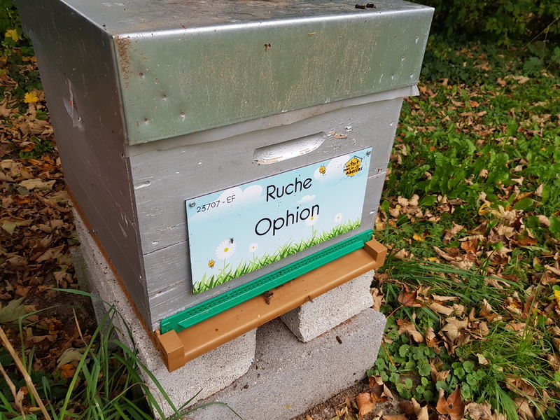 La ruche Ophion