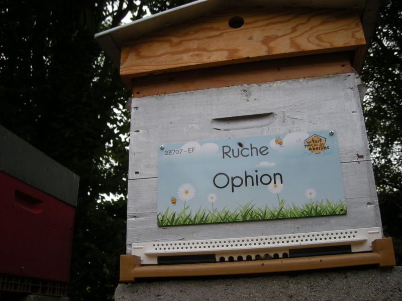 La ruche Ophion