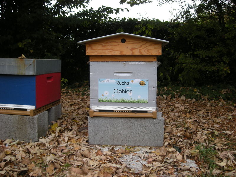 La ruche Ophion