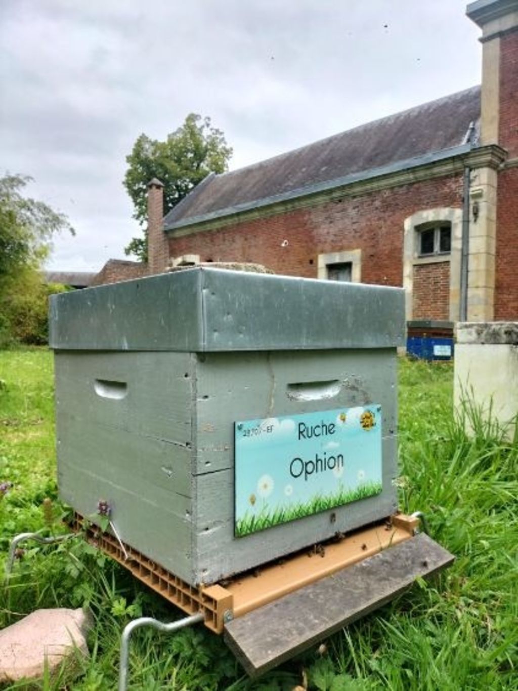 La ruche Ophion
