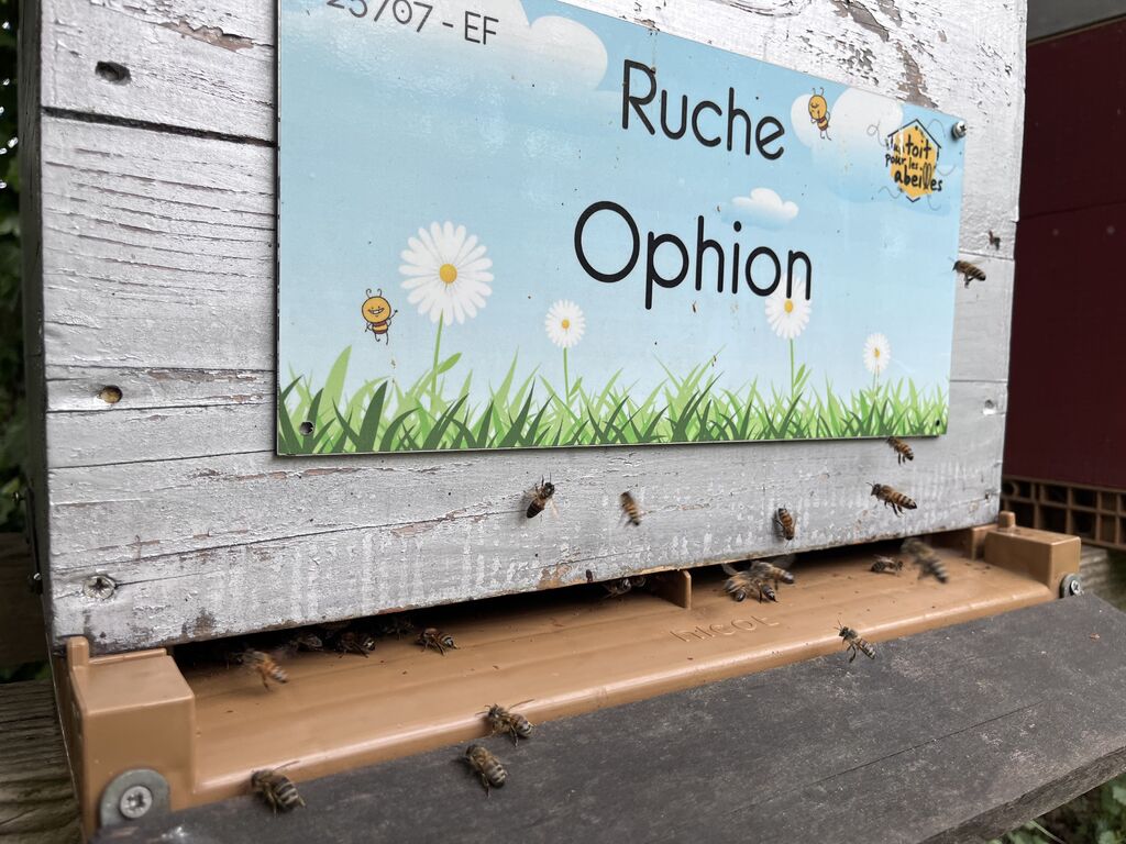 La ruche Ophion