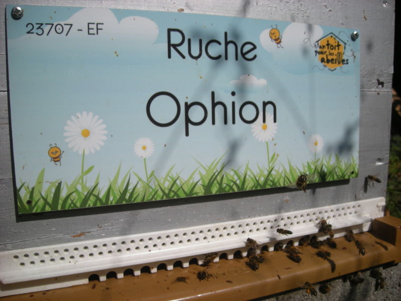 La ruche Ophion