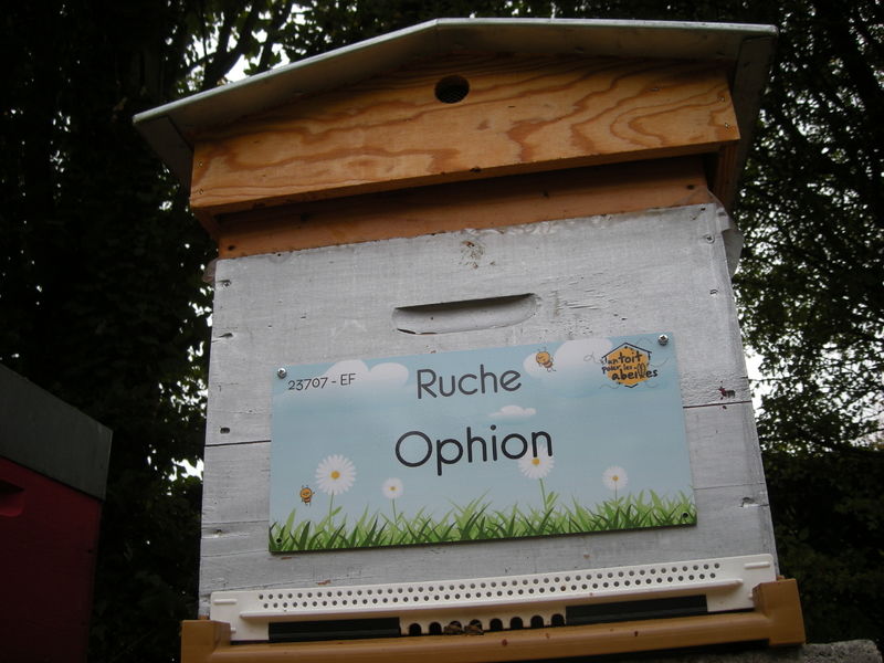 La ruche Ophion